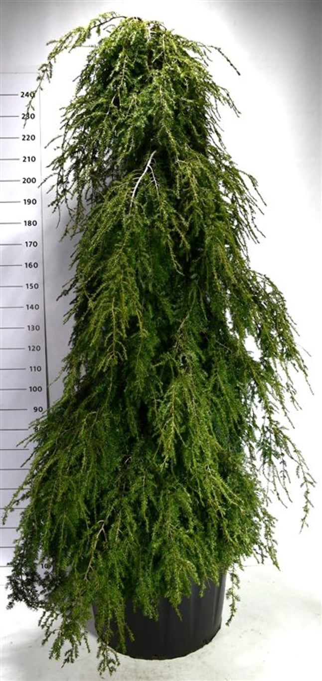 Tsuga can. 'Pendula' - C130 180-200 CM